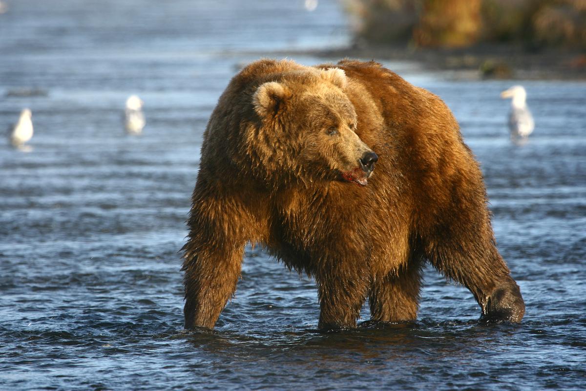 Kodiak is known for its brown bear population if you decide to go on a tour