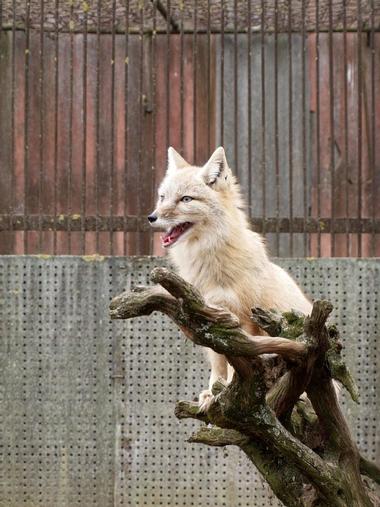 Lithuanian Zoo