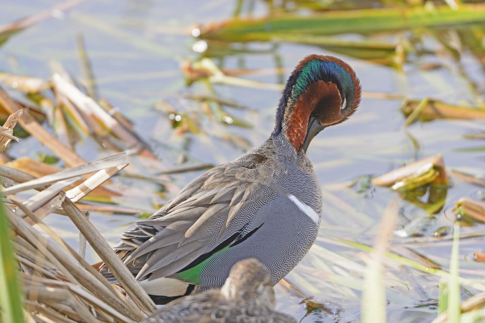 Whooping Crane Boat Tours | Things to Do in Port Aransas, Texas