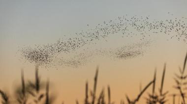 Yolo Bypass Wildlife Area | Things to Do in Sacramento with Kids