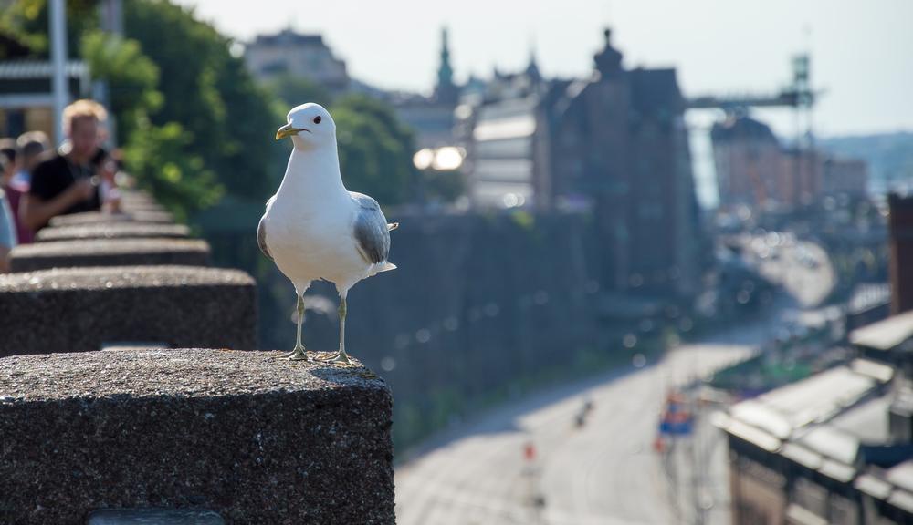 Fjallgatan