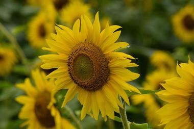 Lear about sustainable gardening practices at the Sherwood Demonstration Garden | Things to Do in Placerville, California