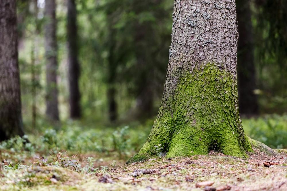 McCormick Forest