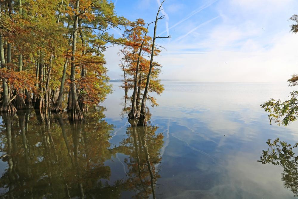 Reelfoot Lake