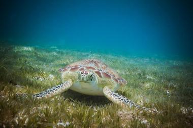 VI Turtle Tour | Things to Do in The US Virgin Islands