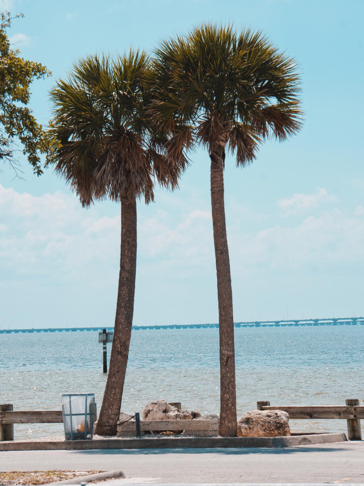 Ben T. Davis Beach with palm trees