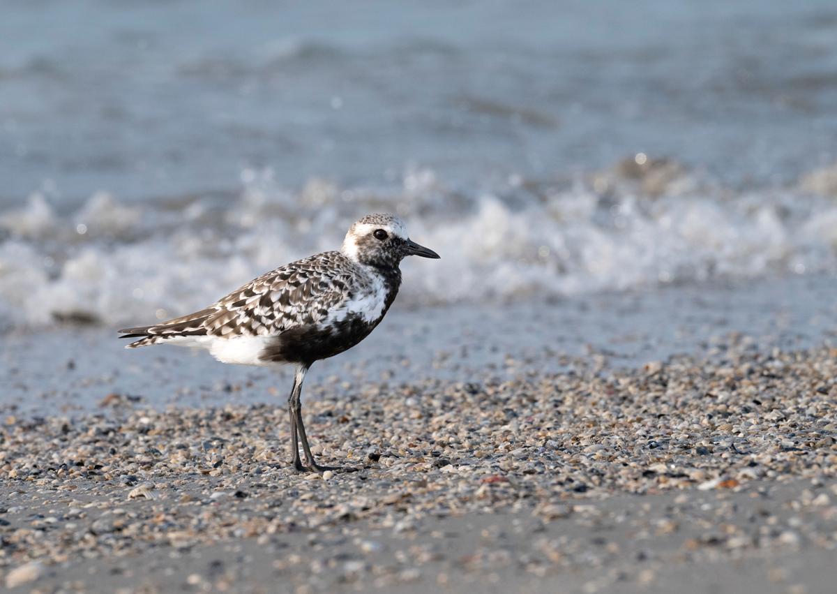 Black-bellied plover