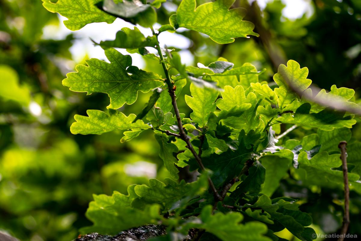 My photo of foliage close up