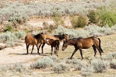 Red Canyon Wild Mustang Tour