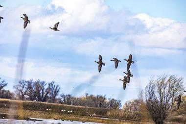 Sacramento National Wildlife Refuge | Things to Do in Sacramento with Kids