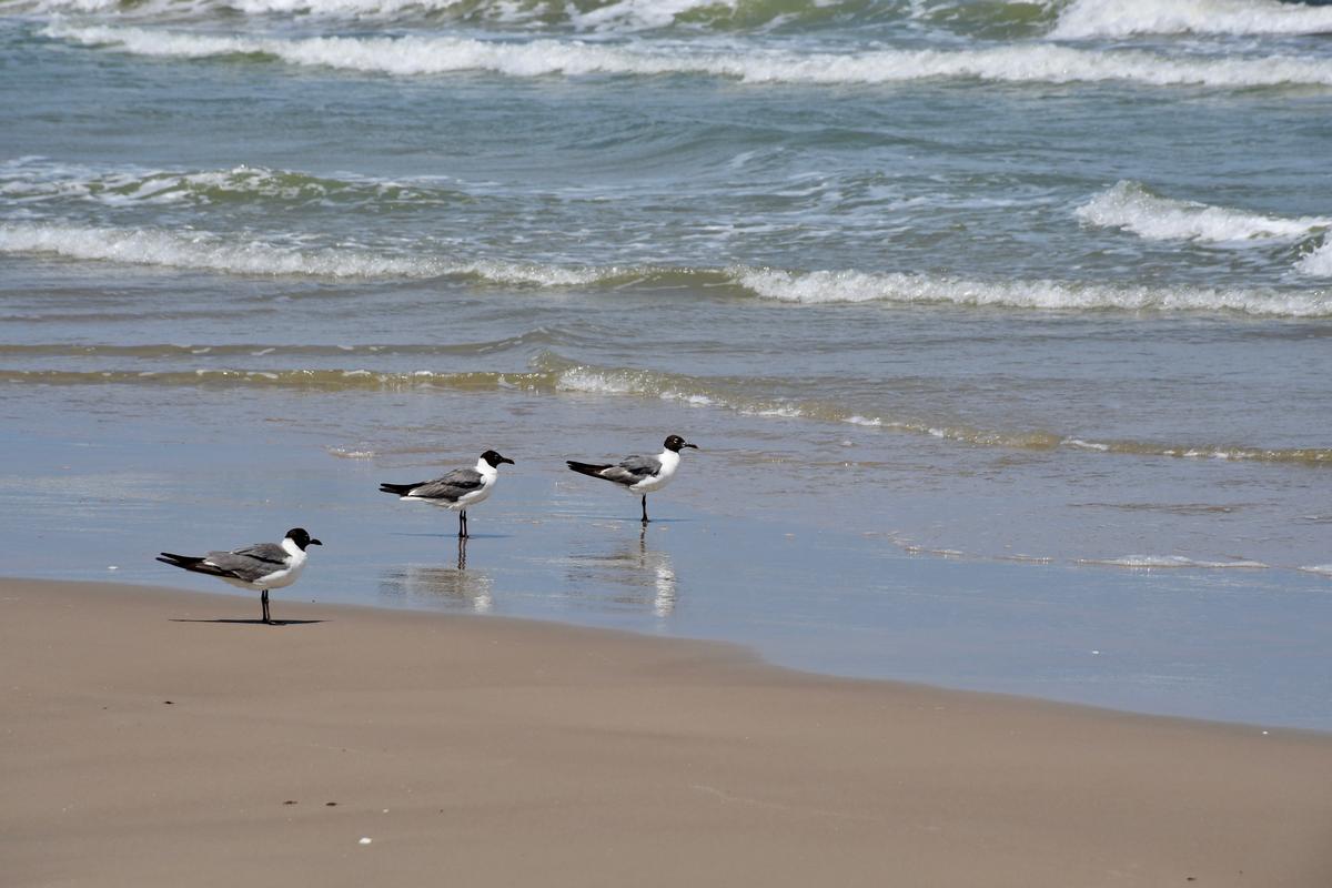Sea Gulls on the beach