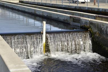 Nimbus Fish Hatchery | Things to Do in Sacramento with Kids