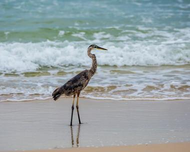 Alabama Point East | Things to Do in Orange Beach, Alabama