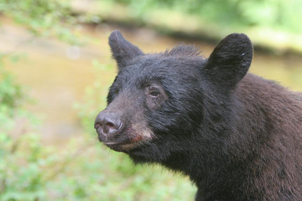 Watch wild bears and admire natural sights on an exciting summer wildlife trip.