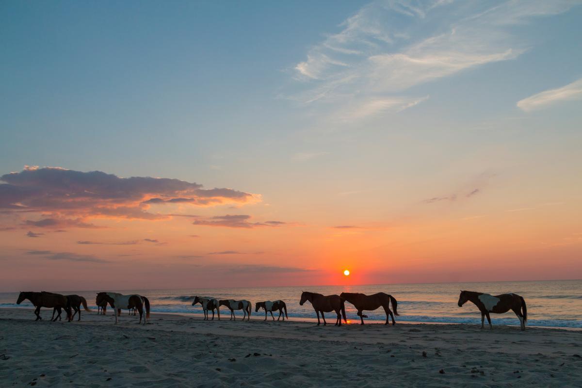 Assateague Island National Seashore
