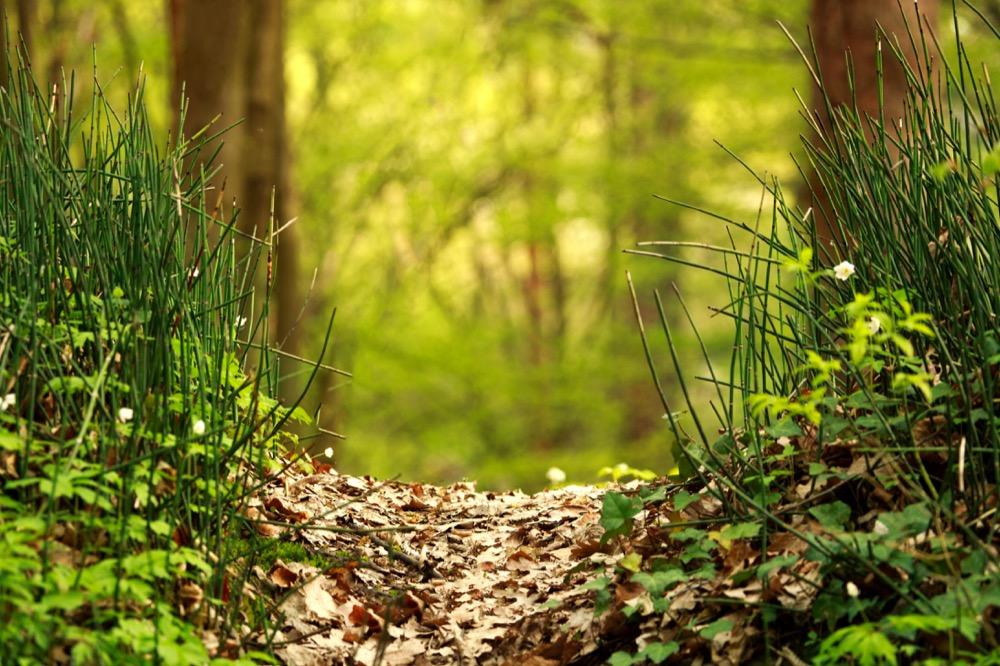 Bike, Hike, and Unwind at Chickasaw Trace Park
