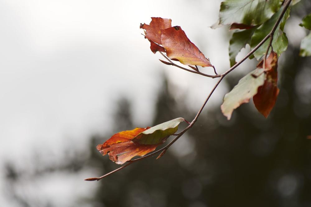 Walk tree-lined paths and enjoy peaceful green space on an easy weekend trip.