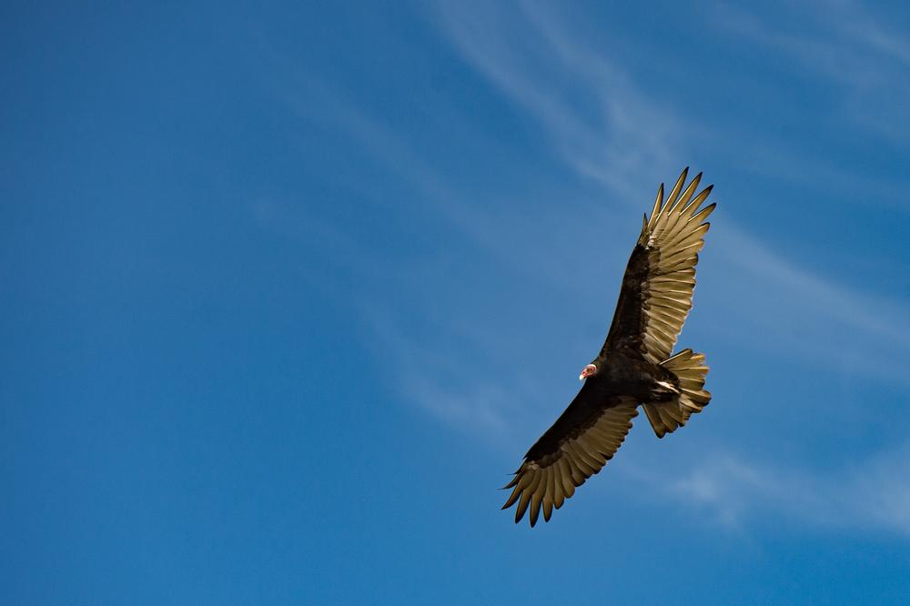 Connect with Nature and Rescue Stories at Wild at Heart