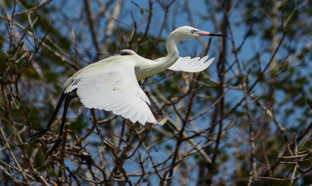 Explore Tall Cypress National Area