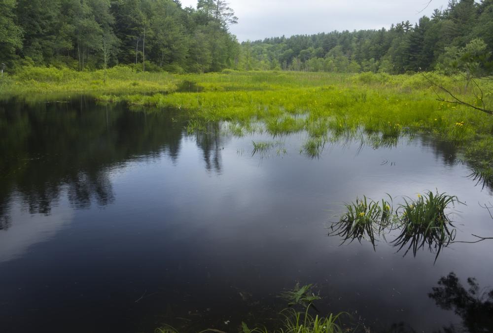 Explore Trails, Wildlife, and Wonder at White Memorial Conservation Center