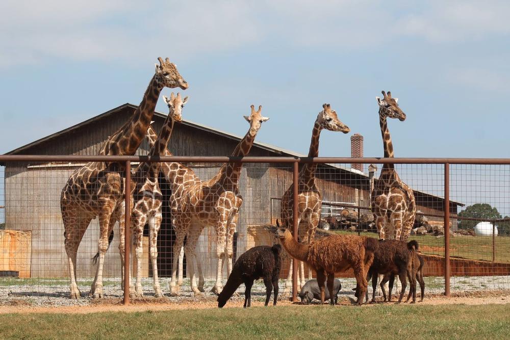 Feed a Giraffe and Ride the Safari Wagon at The Lazy 5 Ranch