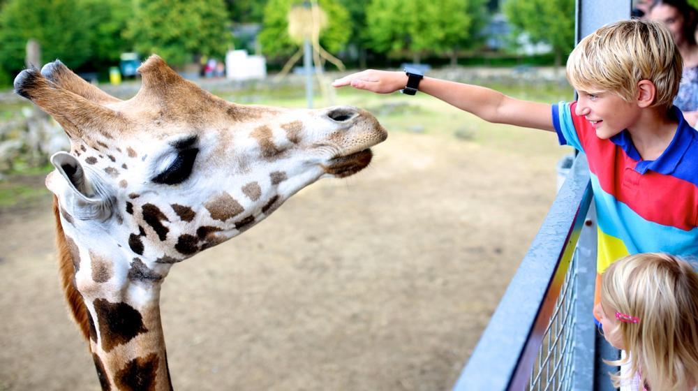 Feed Giraffes and Take a Safari Adventure at Giraffe Ranch