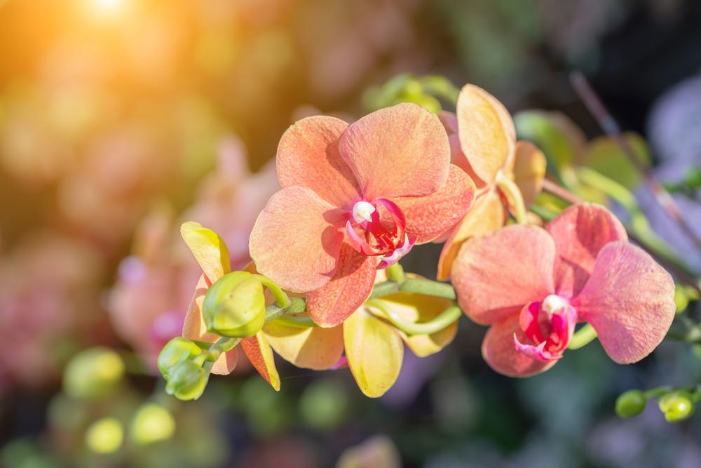 Admire vibrant blooms and walk through magical displays on a romantic spring trip.