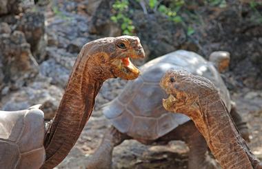 Galapagos National Park