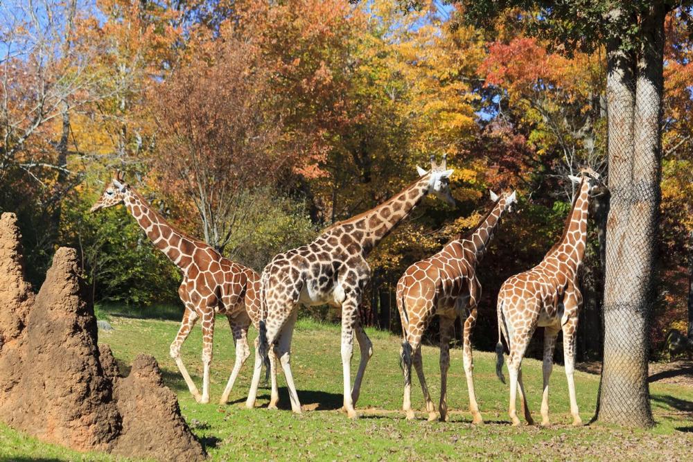 Take kids to discover exciting wildlife exhibits and family-friendly habitats.