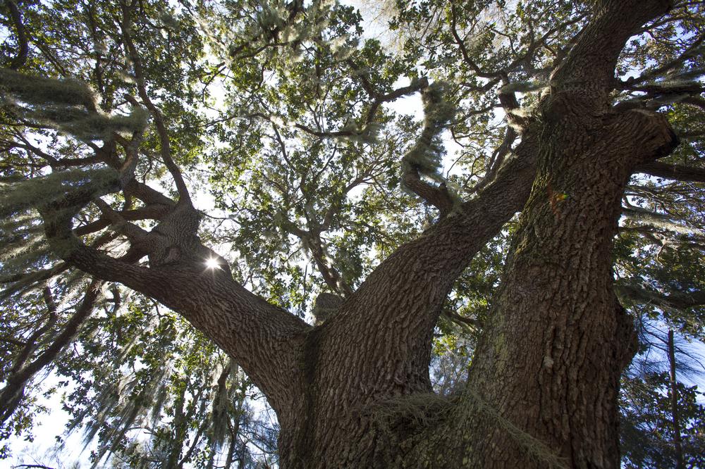 Go for a walk in Hugh S. Branyon Backcountry Trail