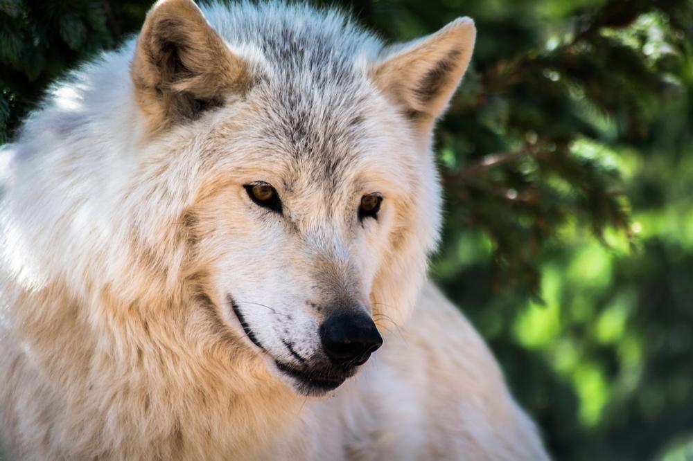 Go on a wolf walk with Colorado Wolf Adventures