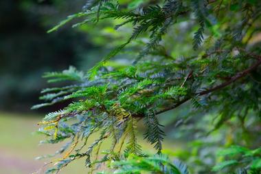 Hemlock Bluffs Nature Preserve