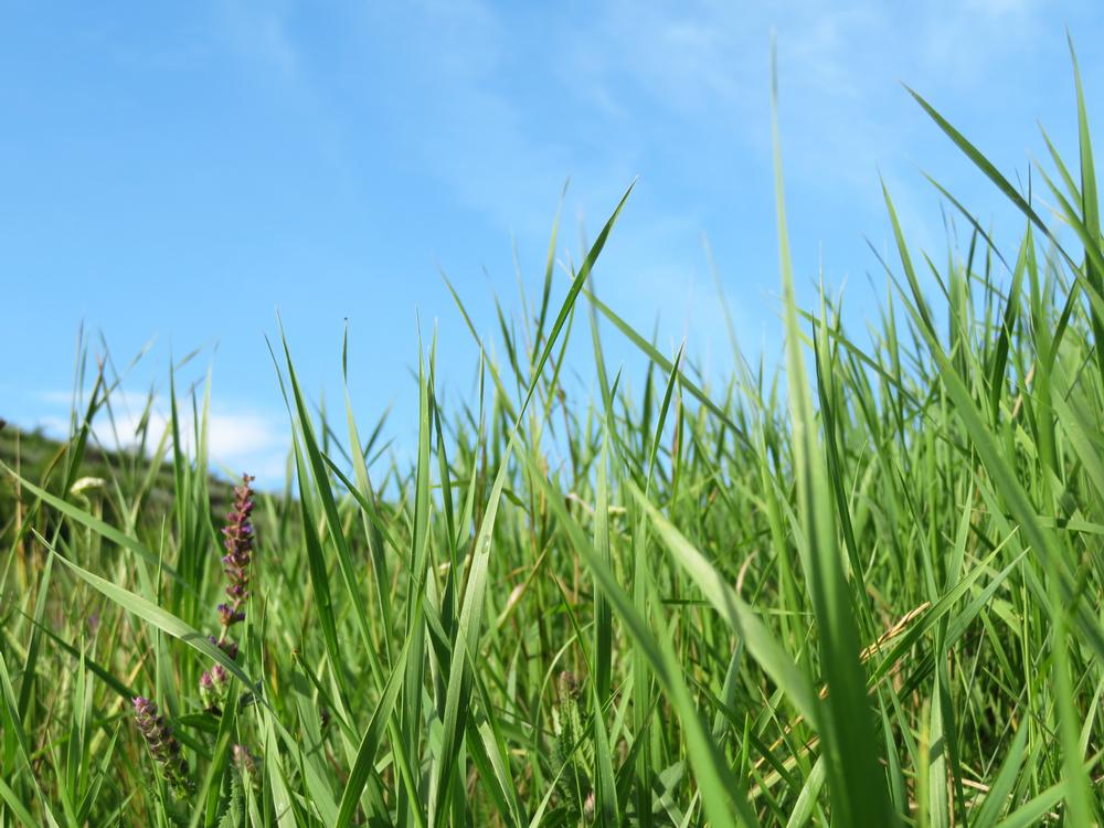 Hike into Hillside Serenity at Las Trampas Regional Wilderness