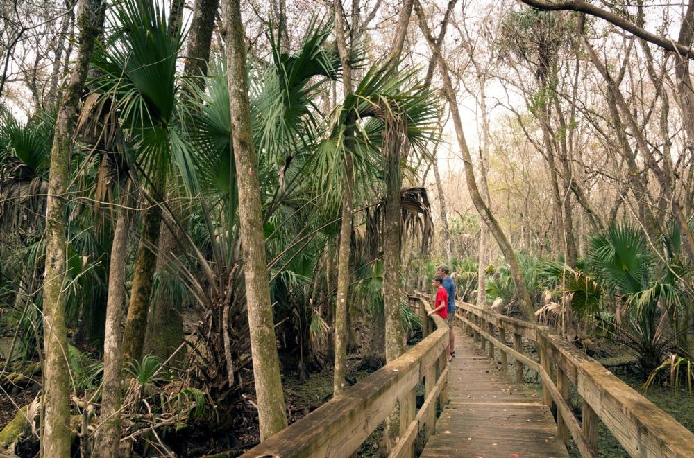 Hike Shady Trails and Spot Wildlife at Highland Hammock State Park