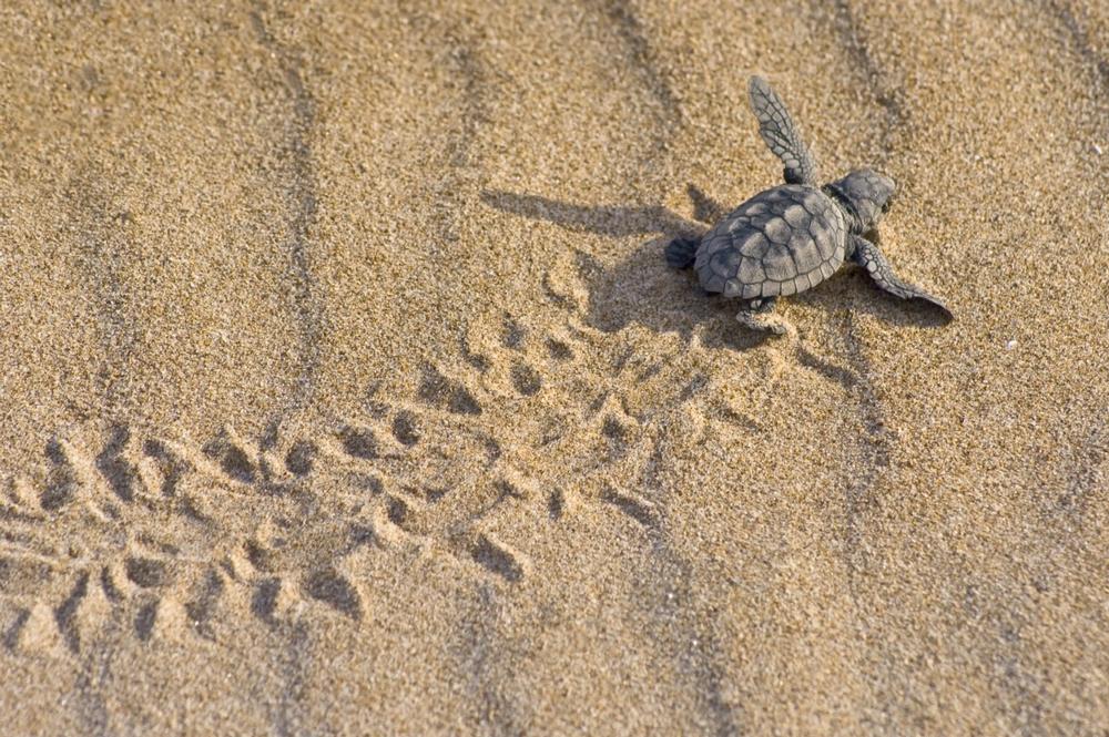 Hike to Sweeping Coastal Views and Explore Ancient History at Turtle Mound