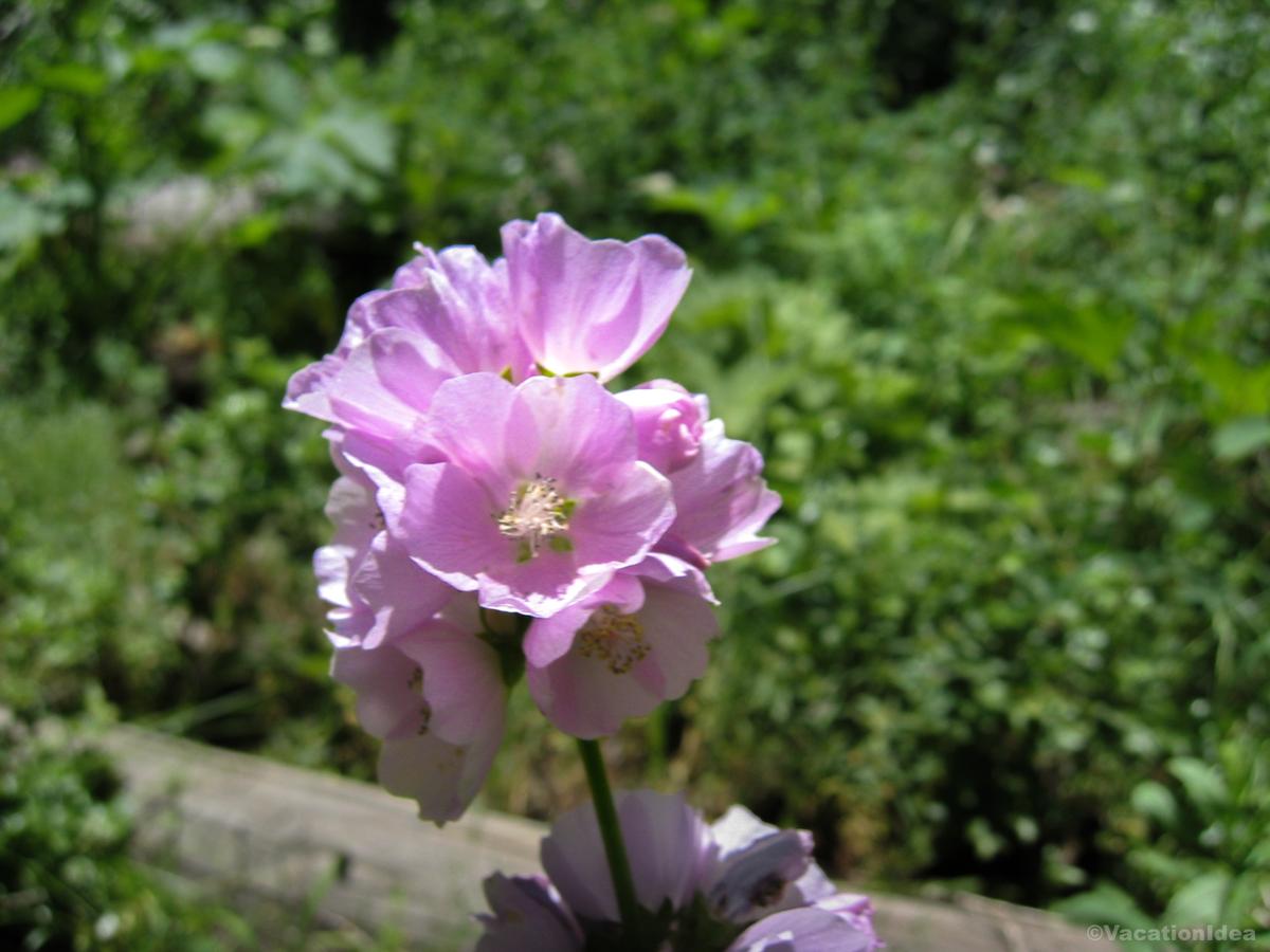 I took a photo of this flower during the hike