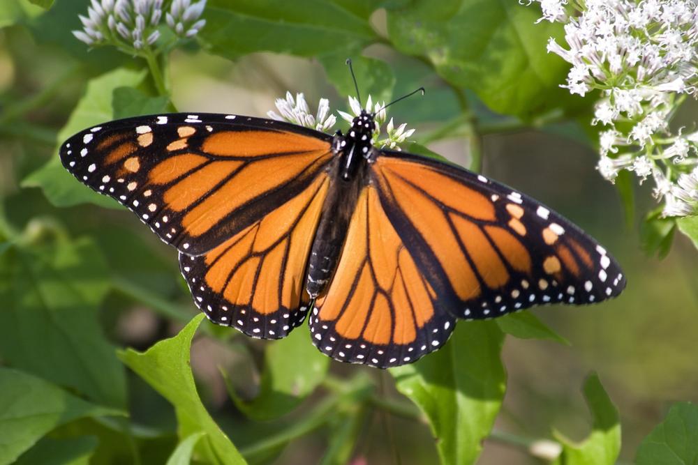 Learn and observe butterflies at Butterfly World