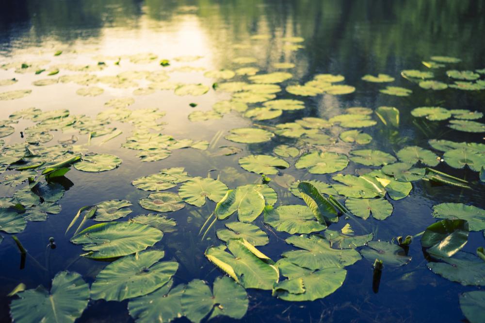 Lily Pad Lake Trail - Silverthorne, Colorado