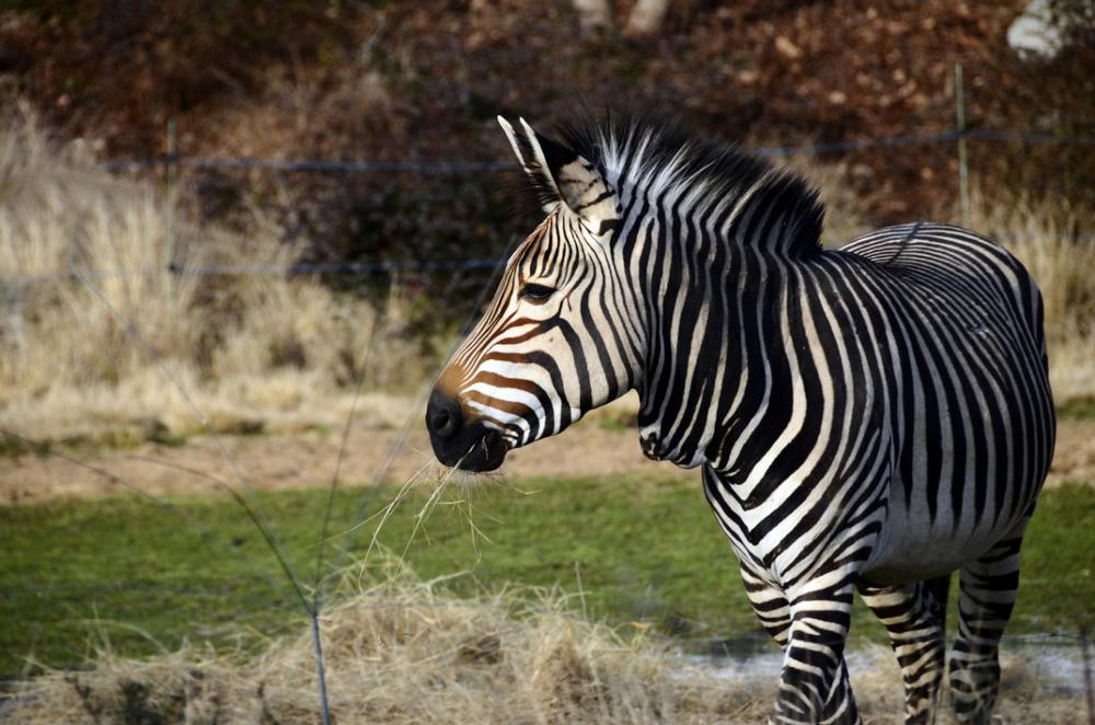 Meet Exotic and Local Wildlife at Living Treasures Wild Animal Park