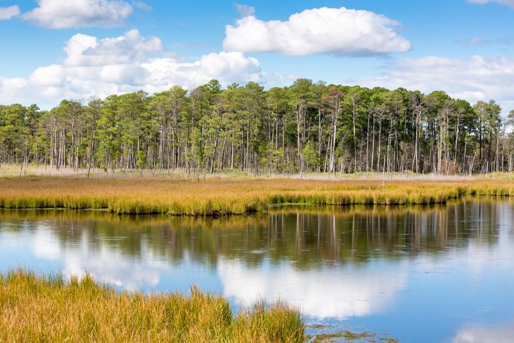 Paddle Through Peace at Blackwater National Wildlife Refuge