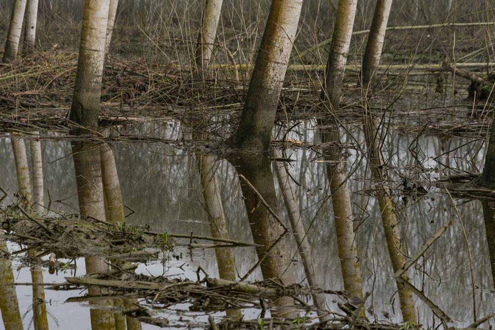 Pedal, Walk, or Roll Through the Dismal Swamp Canal Trail