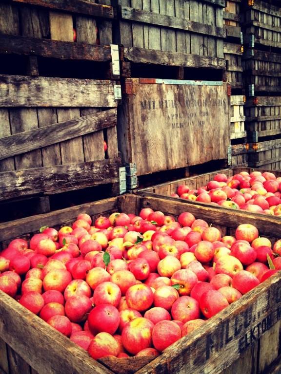Pick Your Own Sweetness at Milburn Orchards