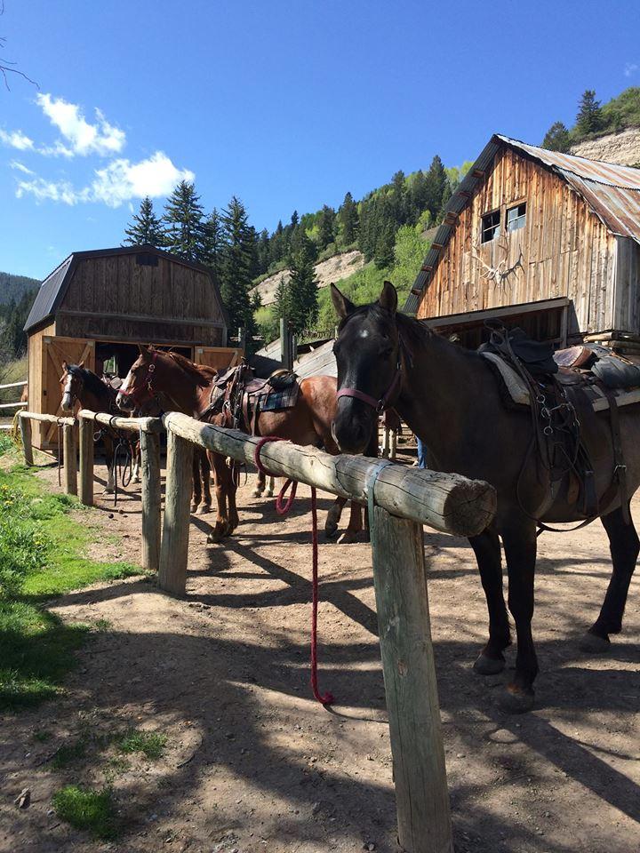 Saddle Up for Scenic Rides with Bearcat Stables