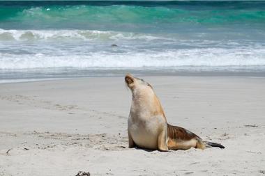 Seal Bay