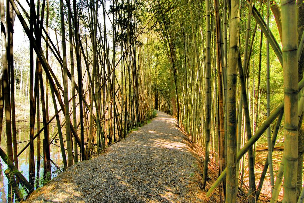 See towering stalks of bamboo at Wilderness Park | Prattville