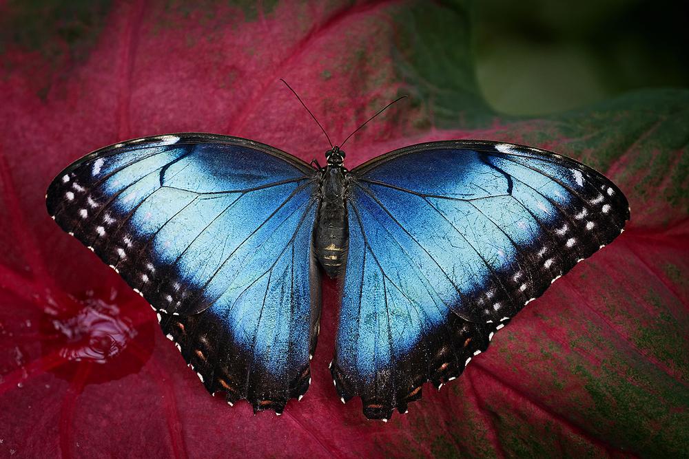 Sophia M. Sachs Butterfly House | Chesterfield, Missouri