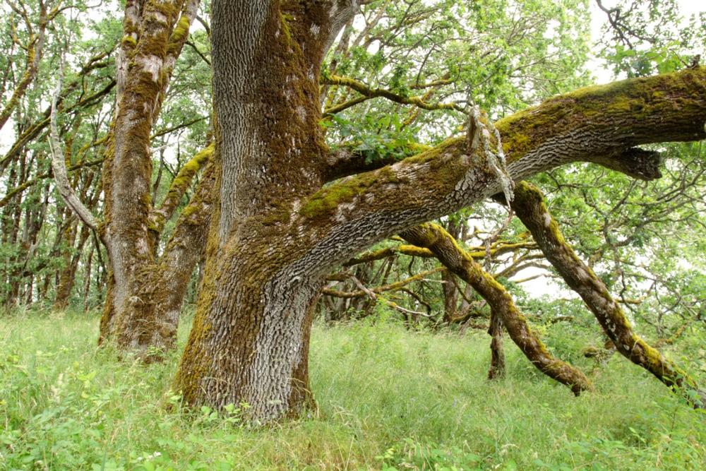 Spot Wildlife and Stroll Wetlands at William L. Finley National Wildlife Refuge