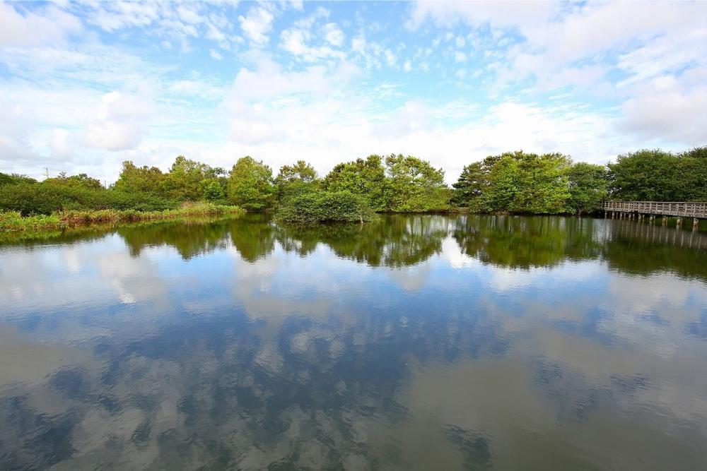 Spot Wildlife and Walk the Boardwalk at Wakodahatchee Wetlands