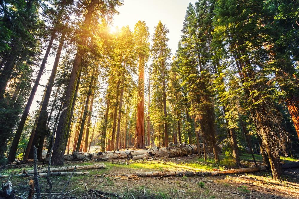 Stand in Awe Beneath Towering Giants at Sequoia National Park