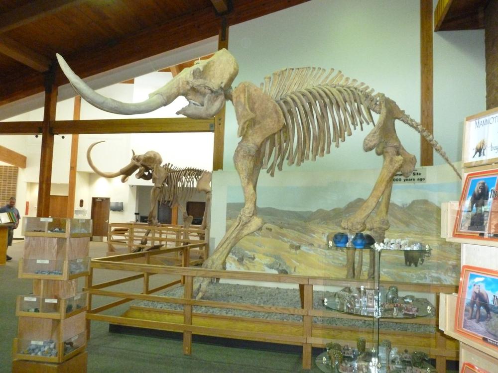 Step Into Prehistoric Times at the Mammoth Site